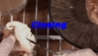 Cloning