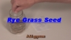 Rye Grass Seed