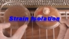 Strain Isolation