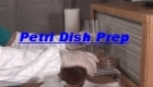 Petri Dish preparation
