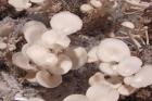 Oyster Mushrooms Fruiting in Terrarium