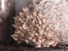 Oyster Mushrooms pinning on Sawdust-Woodchip Block