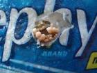 Oyster Mushrooms pinning from cereal boxes-Click for larger image.