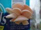 Oyster Mushrooms fruiting from shredded breakfast cereal boxes-Click for larger image.