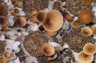 P_cubensis_fruiting_in_terrarium