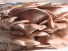 Oyster mushrooms fruiting from old telephone book
