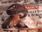 Shiitake mushroom fruiting from old telephone book