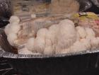 Lion's Mane Fruiting on old Telephone Book
